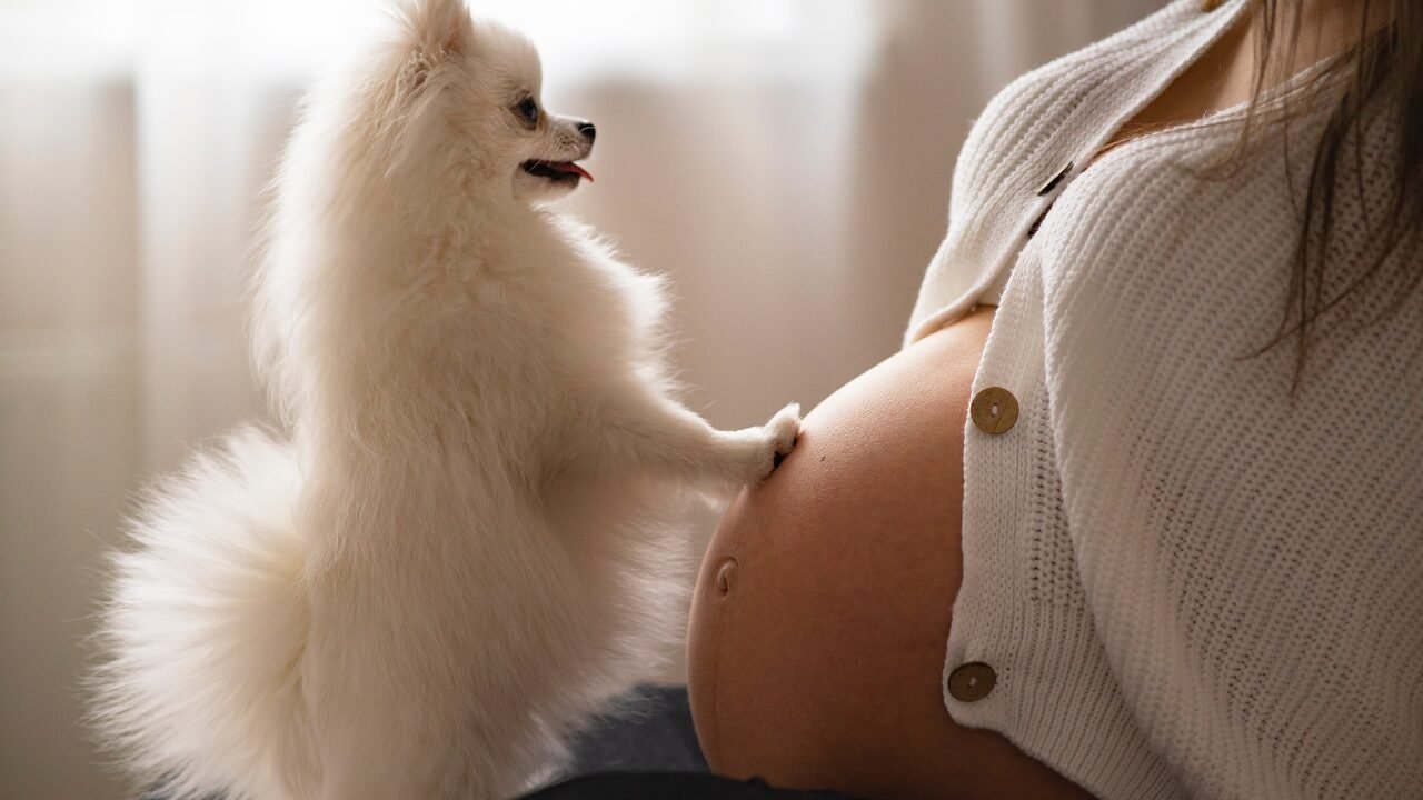 A Percepção de Cães e Gatos Durante a Gravidez: O Que Realmente Sentem?