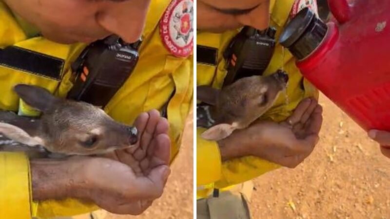 Brigadista Resgata Filhote de Veado em Incêndio Florestal em Palmas