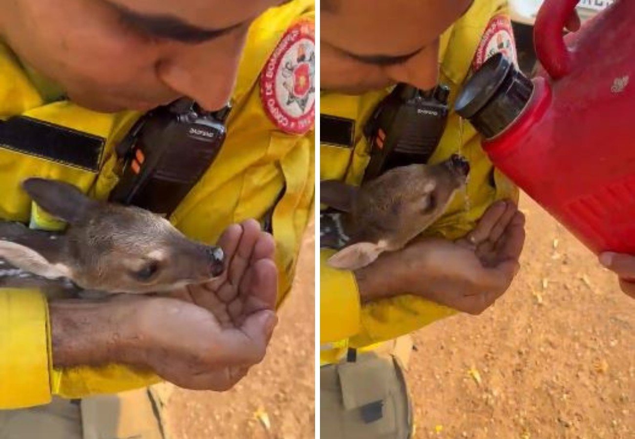 Brigadista Resgata Filhote de Veado em Incêndio Florestal em Palmas