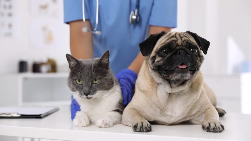 ABBEA: Promovendo o Bem-Estar Animal no Brasil Através da Ciência e do Diálogo