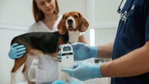 ABRACHIP Inova com Inteligência Artificial e Modernização na Identificação Animal