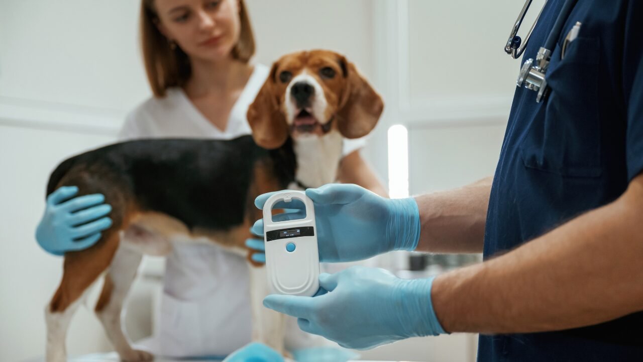ABRACHIP Inova com Inteligência Artificial e Modernização na Identificação Animal