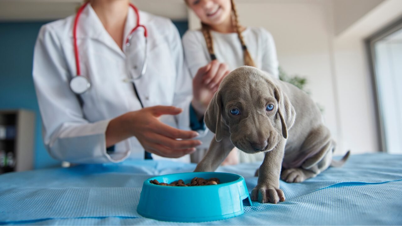 O Papel dos Alimentos Úmidos na Saúde de Cães e Gatos