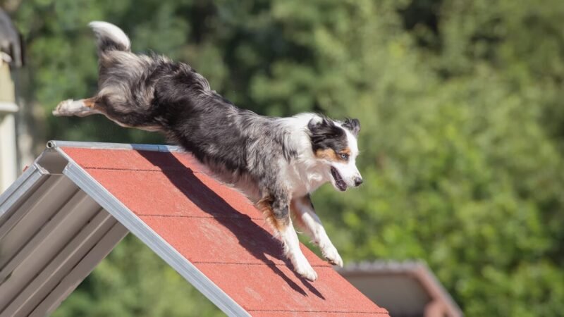 Origens Energy Power: Nutrição Estratégica para Cães Ativos