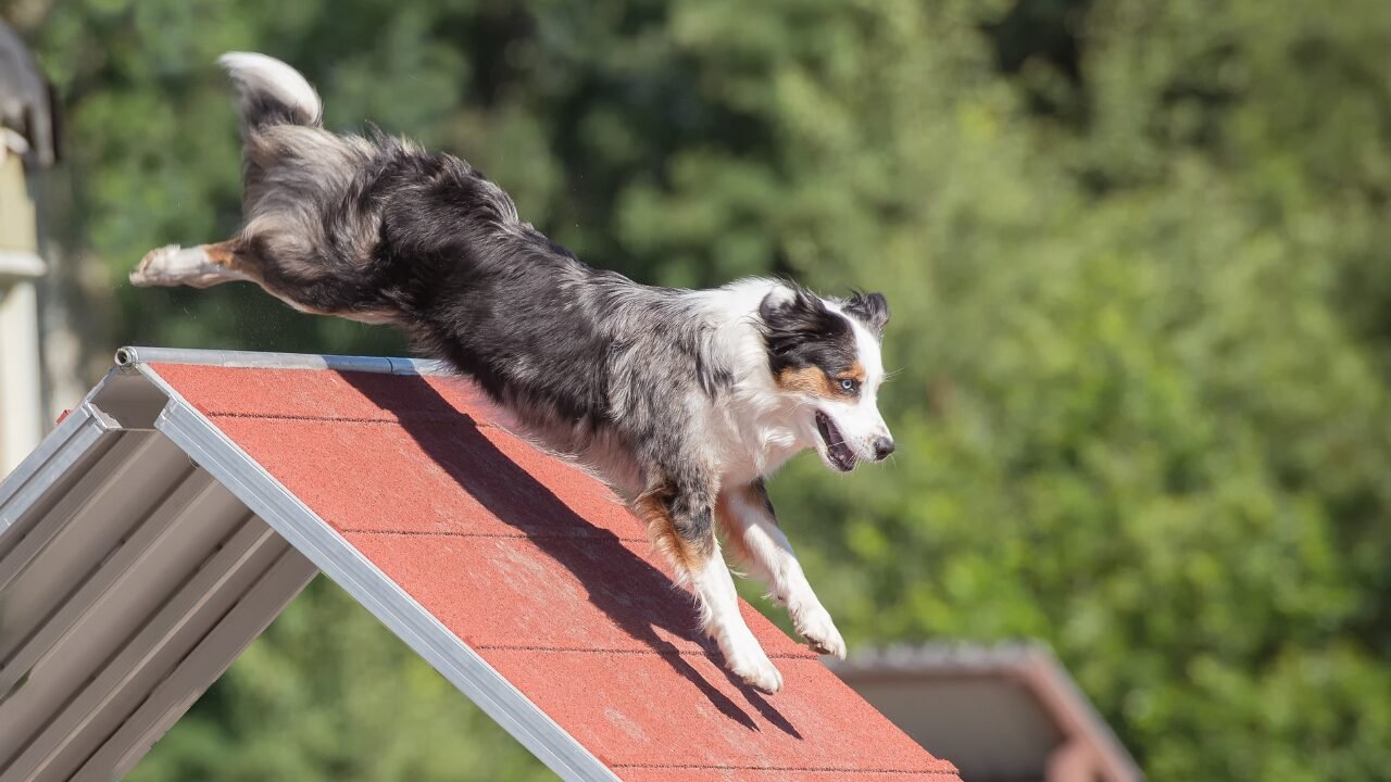 Origens Energy Power: Nutrição Estratégica para Cães Ativos