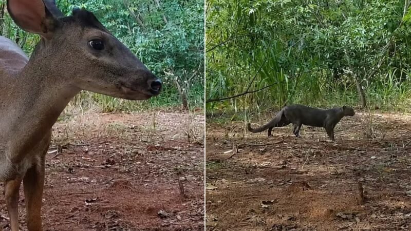Corredor Ecológico: Reflorestamento Transforma Área em Refúgio para Animais Ameaçados