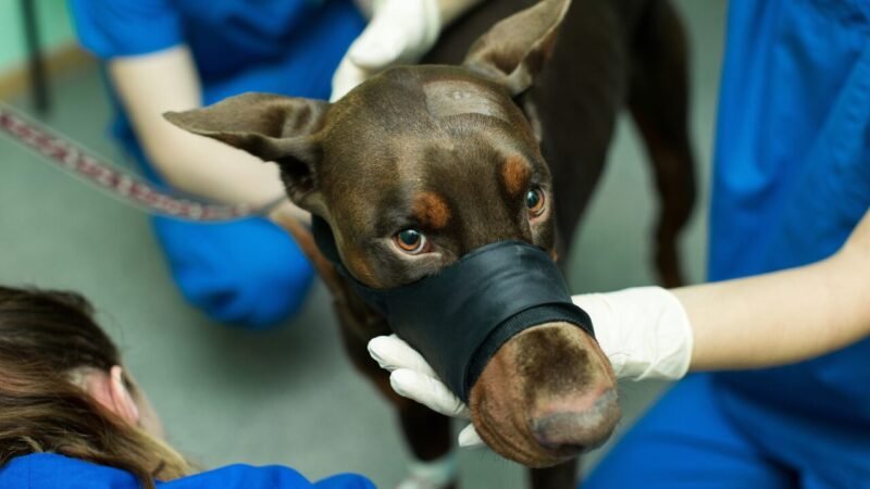 Estratégias para um Atendimento Veterinário Seguro e Eficiente