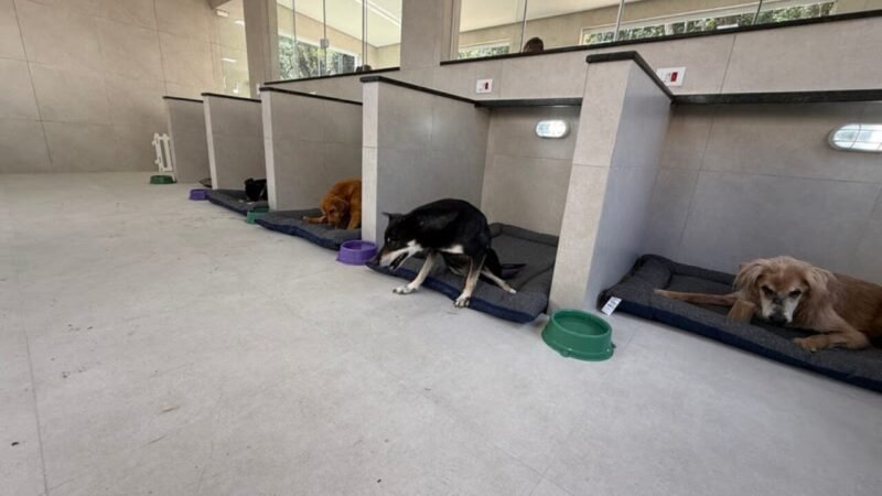 Impacto Financeiro nos Cuidados com Animais de Estimação e a Necessidade de Políticas Públicas