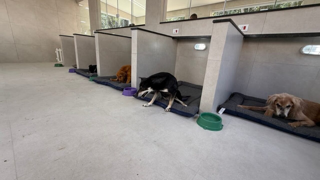 Impacto Financeiro nos Cuidados com Animais de Estimação e a Necessidade de Políticas Públicas