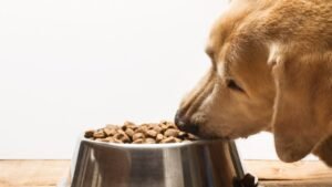 Brasil Expande Exportações de Produtos Alimentícios e Rações para Animais de Estimação para os Emirados Árabes Unidos