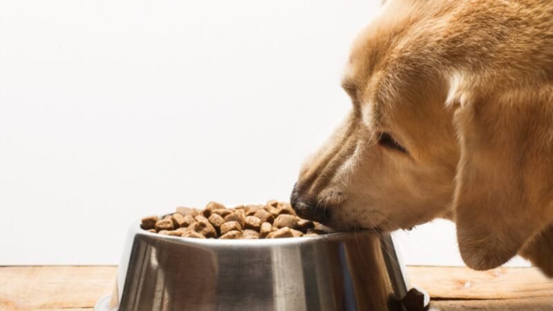 Brasil Expande Exportações de Produtos Alimentícios e Rações para Animais de Estimação para os Emirados Árabes Unidos