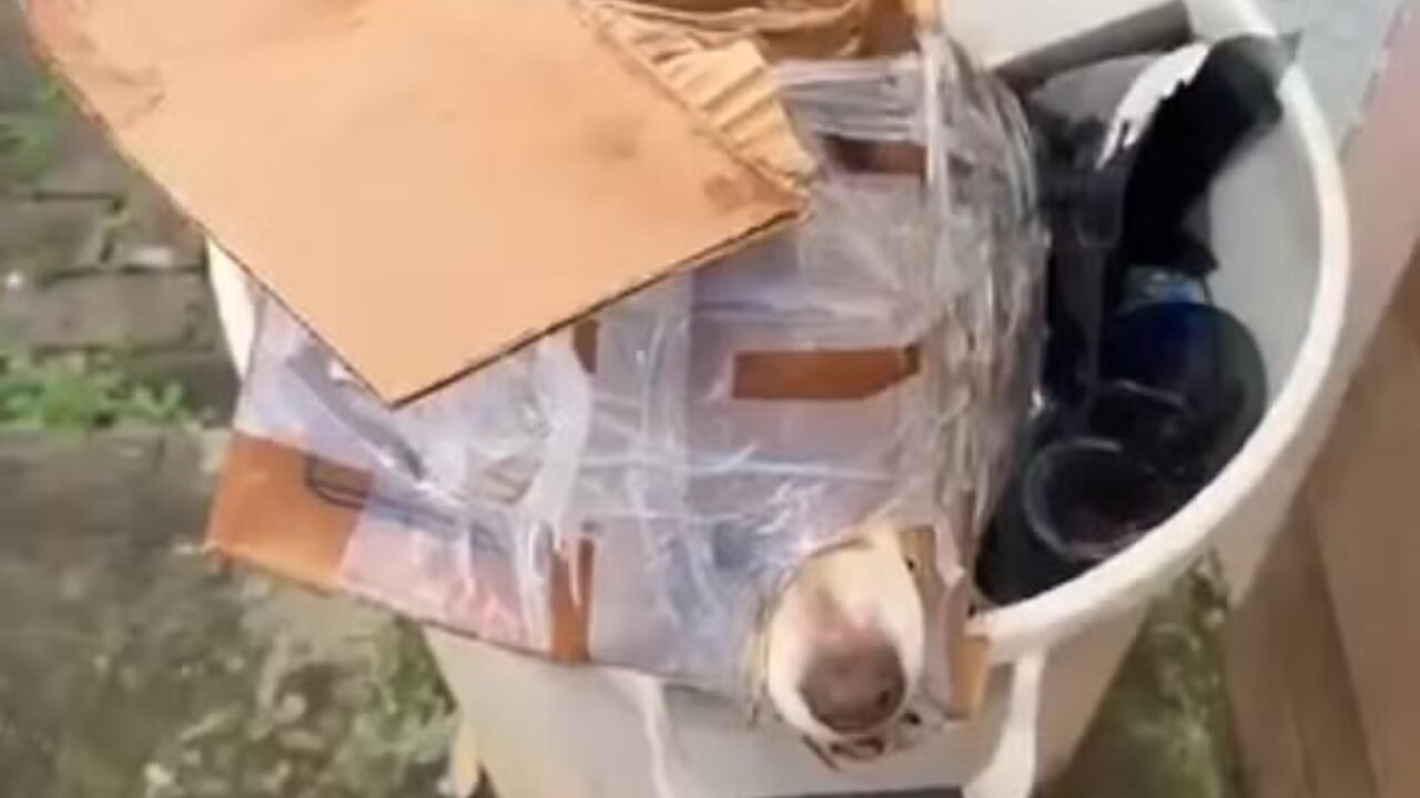 Cachorro Resgatado de Caixa em Lixeira no Paraná Choca Comunidade