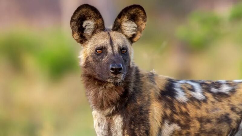 Cães Selvagens Estabelecem Novo Recorde de Migração na Zâmbia