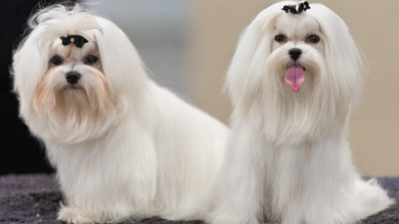 Cães Brancos e Albinismo: Entenda as Diferenças e Cuidados Necessários