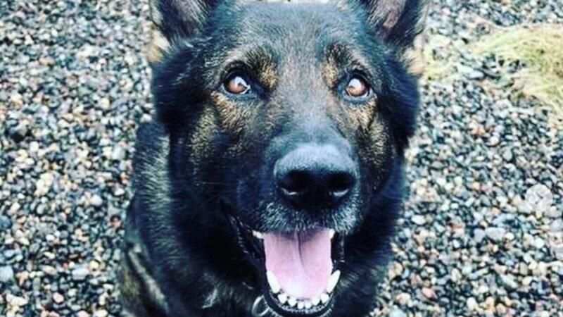 Cão Policial Kylo: Homenagem a um Herói Canino Após Trágica Perda