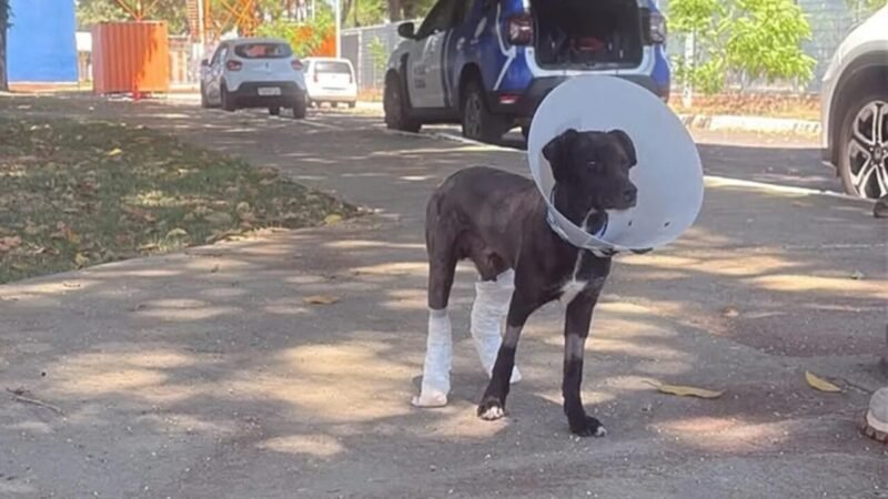 Cão Resgatado de Incêndio Criminoso no DF Enfrenta Desafios de Saúde