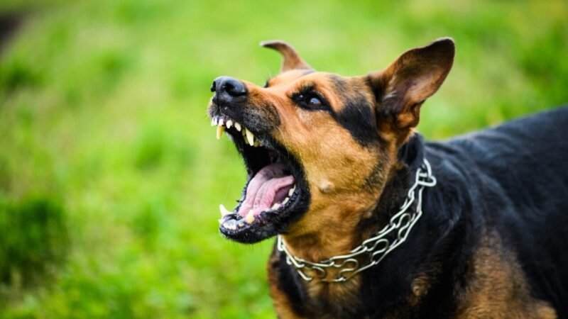 Alerta em Rio de Janeiro: Raiva em Cães e a Necessidade de Vacinação