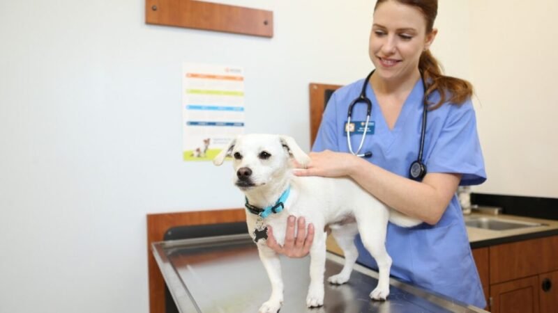 Veterinários Notam Crescimento de Problemas Digestivos em Animais de Estimação