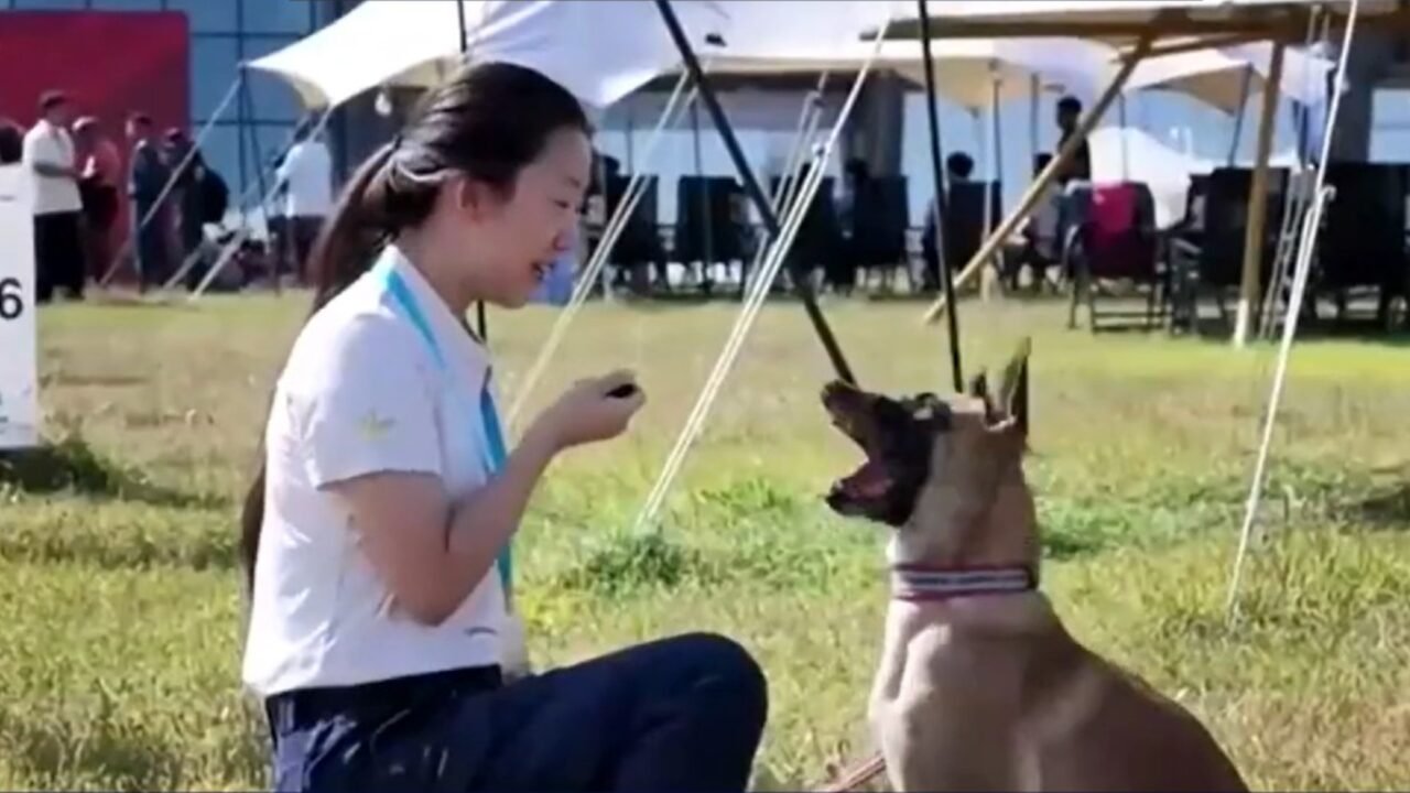 China Recebe a Inaugural Copa do Mundo de Cães de Busca e Resgate
