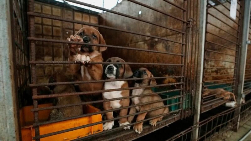 Coreia do Sul encerra a comercialização legal de carne de cachorro após verão histórico