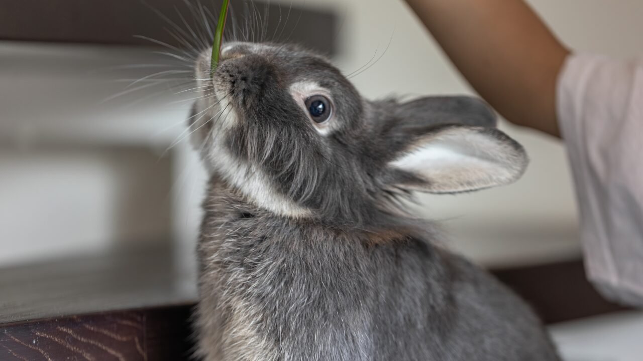 Desafios da Odontologia em Coelhos Domésticos: Cuidados Essenciais
