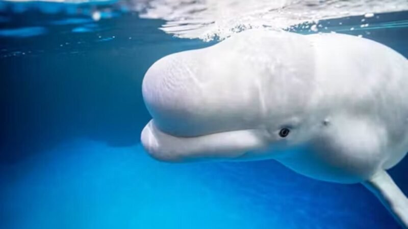 Aperfeiçoando a Tristeza: Belugas do Shedd Aquarium e o Mistério das Mortes