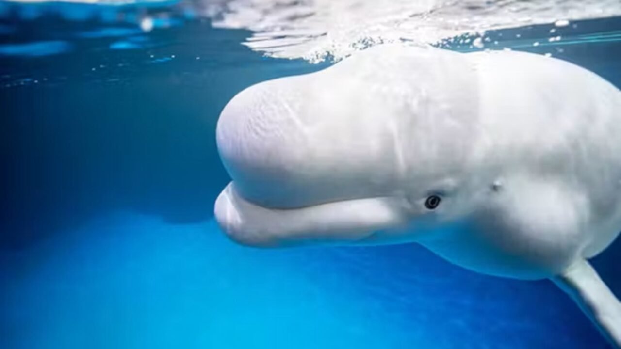 Aperfeiçoando a Tristeza: Belugas do Shedd Aquarium e o Mistério das Mortes