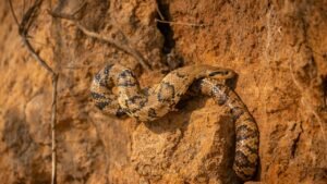 El Niño e o Aumento de Encontros com Serpentes: O Que Você Precisa Saber