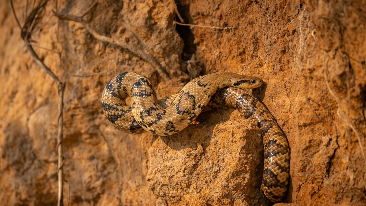 El Niño e o Aumento de Encontros com Serpentes: O Que Você Precisa Saber