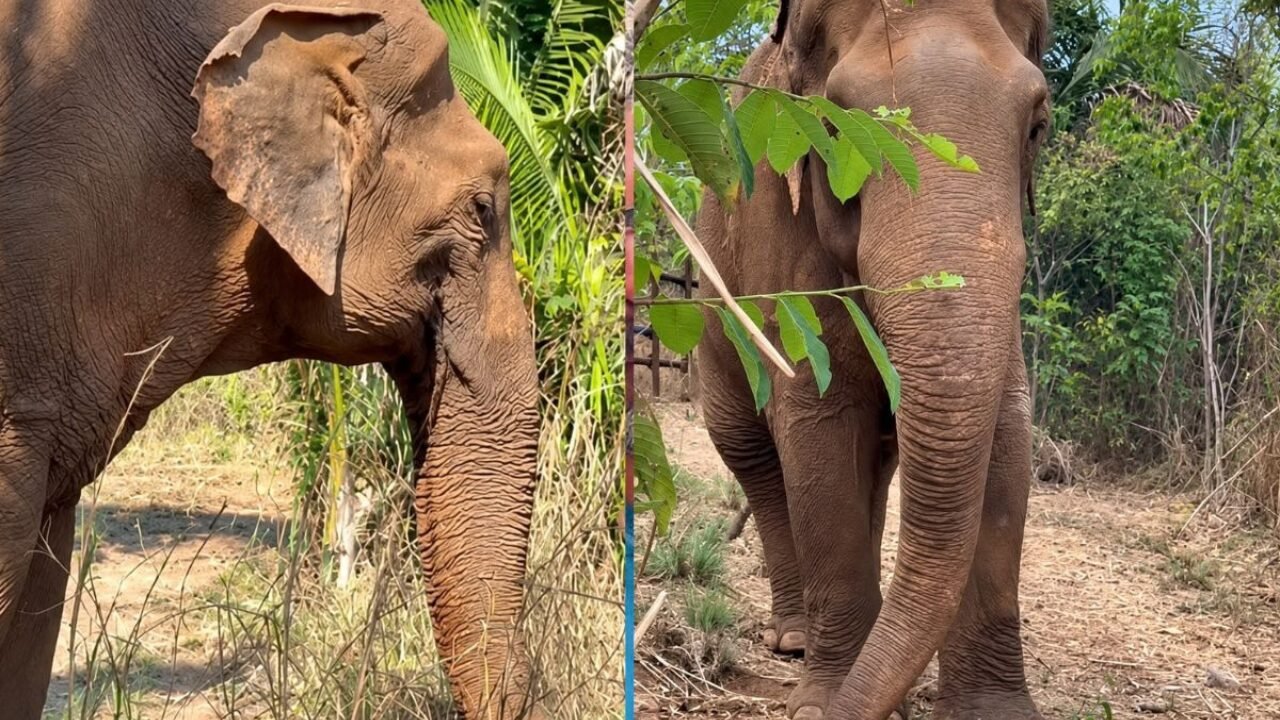 Elefante Sandro Inicia Nova Fase em MT e Recebe Homenagem em SP
