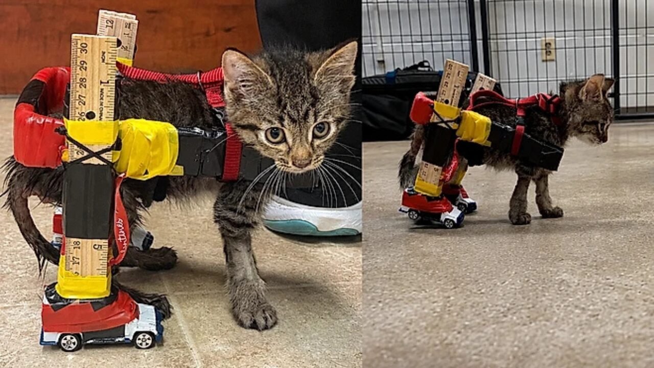 Gatinho Supera Limitações com Inovadora Cadeira de Rodas de Brinquedo