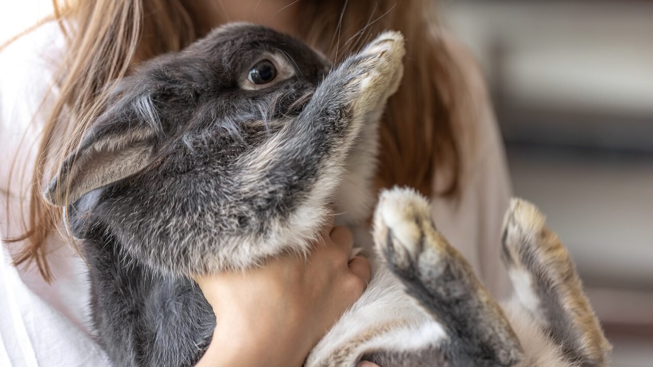 Geriatria de Animais Não Convencionais: Abordagens Inovadoras para o Envelhecimento
