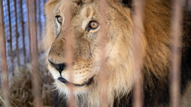 Leão Resgatado de Zoológico Desativado Recupera Saúde em Santuário Sul-Africano