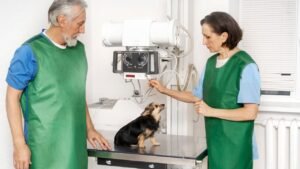 Aposentadoria Especial para Médicos Veterinários: O Que Você Precisa Saber