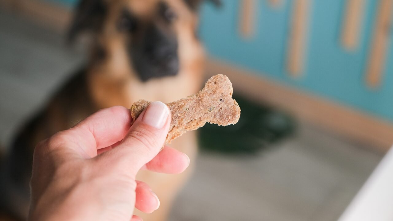 Crescimento Impressionante do Mercado de Petiscos para Animais de Estimação até 2031