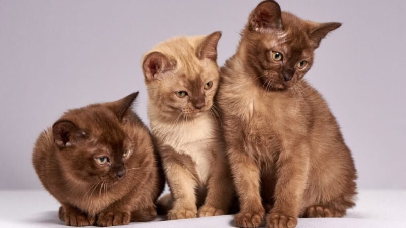 Felinos Domésticos e a Luta Contra o Câncer: Revelações Importantes da Oncologia de Precisão