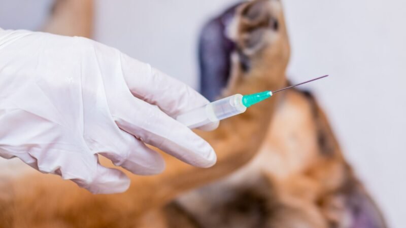 Impactos da Baixa Imunização na Saúde Animal: Doenças Preveníveis Retornam ao Cenário Veterinário
