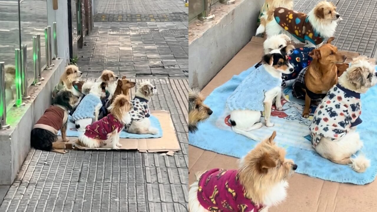 Cães em Espera: A Imagem que Viralizou e Encantou a Internet