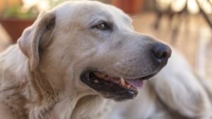 Avanços na Aprovação de Pílula da Longevidade para Cães de Grande Porte nos EUA