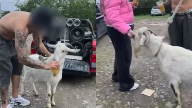 Investigação da Polícia Civil em Santa Catarina por Maus-Tratos a Animal em Evento