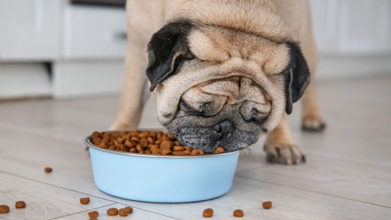 Ração ou Comida Caseira: O Que Realmente Ajuda Seu Cão a Emagrecer?