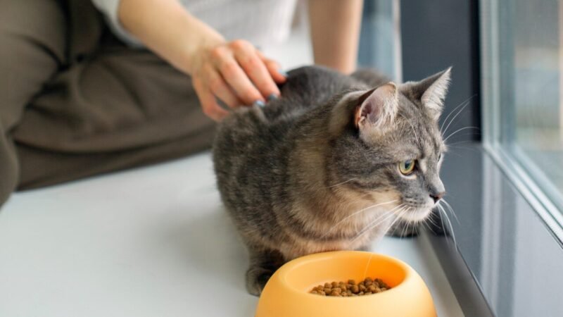 Impactos da Reforma Tributária no Mercado Pet Brasileiro e a Popularidade dos Gatos