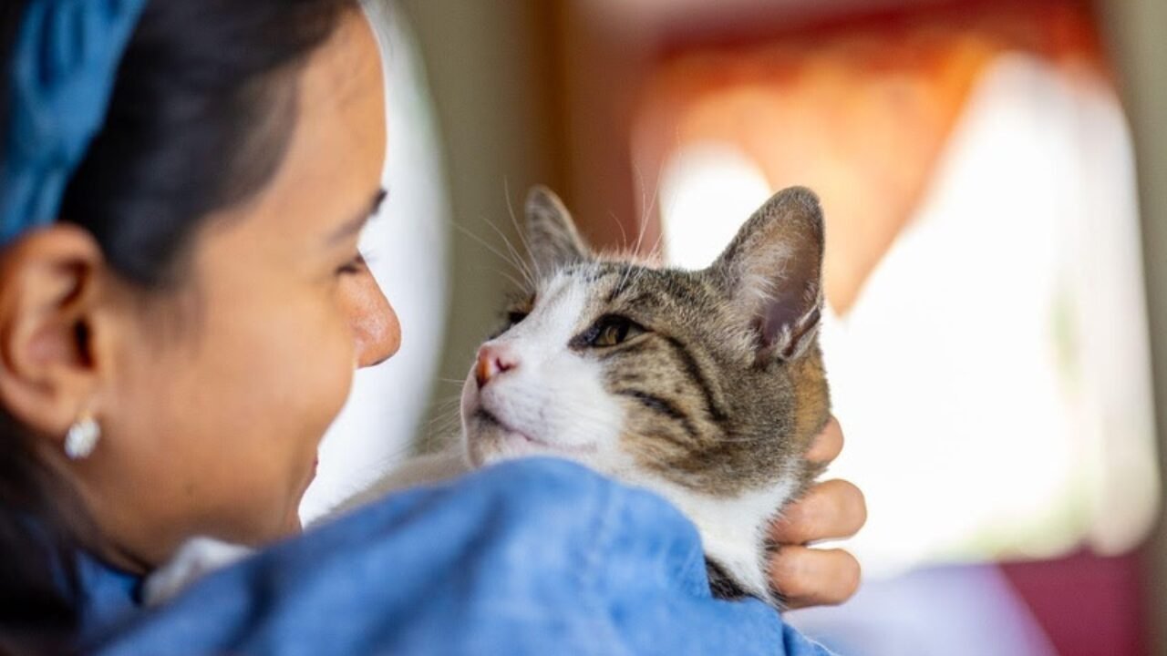 A Importância da Prevenção na Saúde dos Gatos