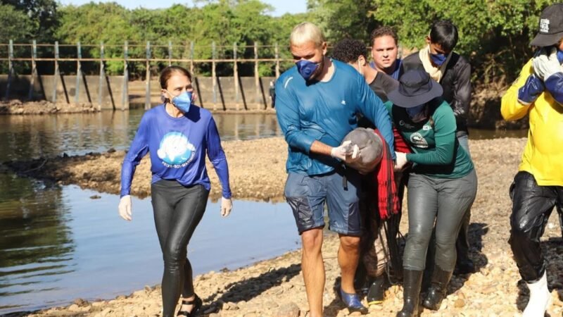 Força-tarefa é mobilizada para resgatar botos-do-Araguaia isolados pela seca no Tocantins