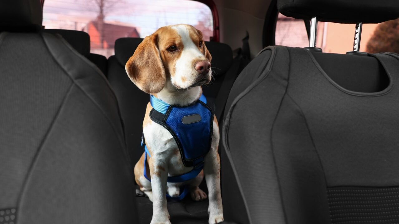 Segurança no Transporte de Animais de Estimação: Dicas Essenciais para Viagens Seguras