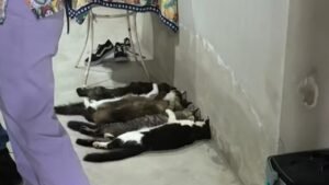 Veterinários Envolvidos em Venda Ilegal de Sangue de Gatos em São Paulo