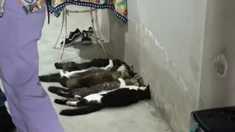 Veterinários Envolvidos em Venda Ilegal de Sangue de Gatos em São Paulo