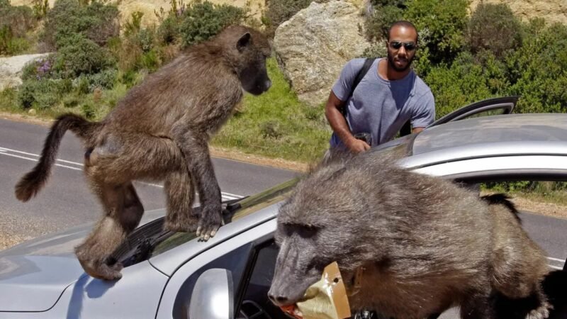 Desafios da Convivência: O Futuro dos Babuínos em Simon’s Town