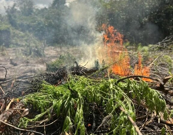 Polícia Federal Combate Cultivo de Maconha no Pará com Apreensão de 2,9 Mil Pés da Planta