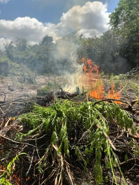 Polícia Federal Combate Cultivo de Maconha no Pará com Apreensão de 2,9 Mil Pés da Planta